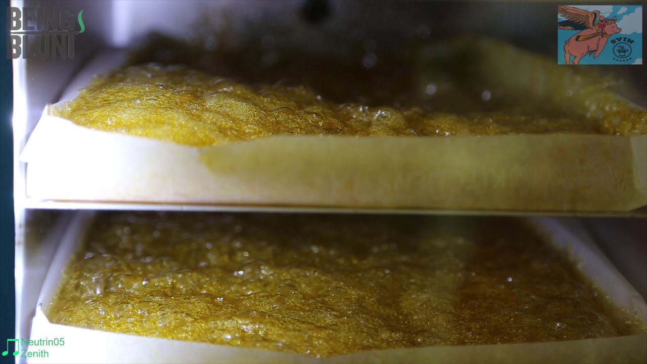 Svin Gardens Tour Part 2 of 2