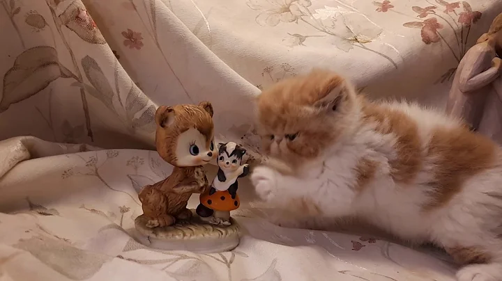 Video 6902631: exotic shorthair, kittens white cute