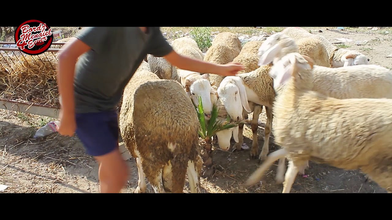 أسعار الكباش باسطبلات بن سي علي ببرج منايل و نوعية المنتوج عيد الاضحى 2018