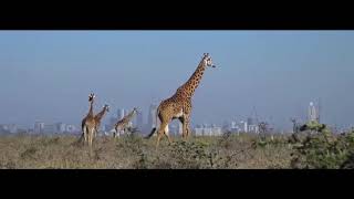 Nairobi National Park