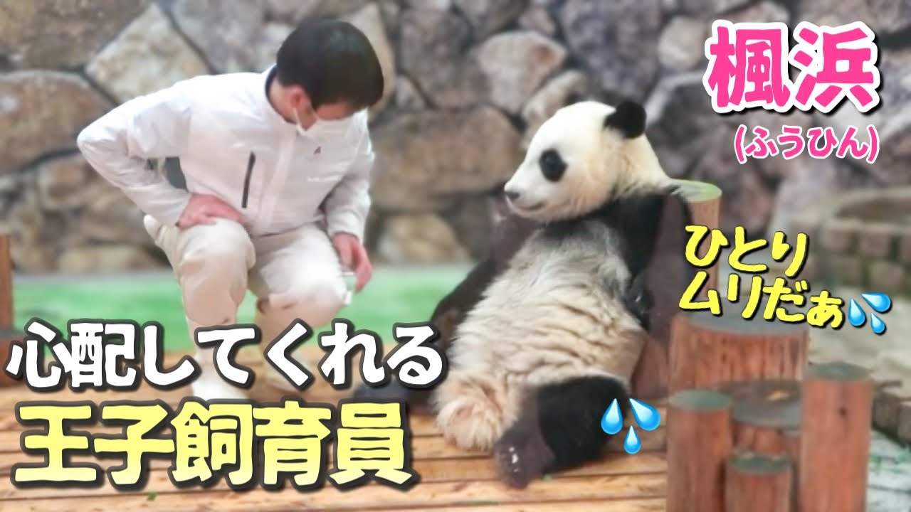 【赤ちゃんパンダ】楓浜(ふうひん)🐼感動♡優しすぎる飼育員さんに感謝した日☆ママがいなくても大丈夫❗️