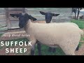 Suffolk Sheep - Sheep Breed Series