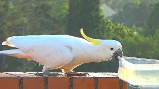 Wild Sulphur-Crested Cockatoo Tries to Destroy Bird Bath