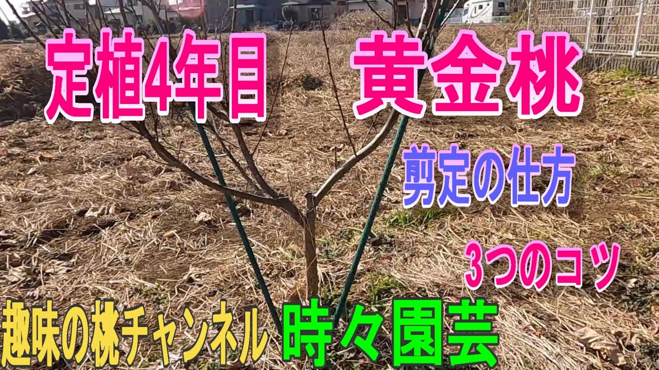 Golden Peach Tree, 4th Year After Planting] Three Pruning Tips 23