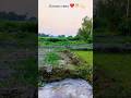 Evening vibes 🎋💫❤️ #eveningvibes #nature #hindisong #statusvideo #youtubeshorts