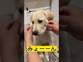 寝起きにお姉ちゃんにいたずらされて反撃する犬 ラブラドール 虎丸ステーション 反撃犬