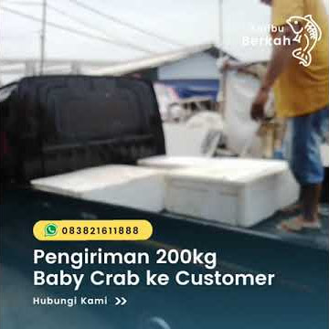 Supplier Baby Crab Super Berkualitas & Segar | 083821611888 (WA) | Seribu Berkah