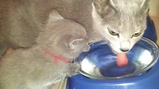 РУССКАЯ ГОЛУБАЯ кошка и котенок РУССКАЯ ГОЛУБАЯ кошка и котенок