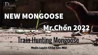 Tân Mr Chồn Tái Xuất-My Mongoose 2022