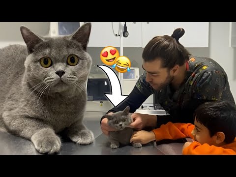 Video: Tarvitseeko kissa märkäruokaa?