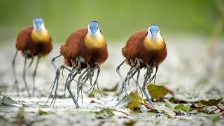 African Jacana: 78 Days From Egg to Survivor | Life in The Wild