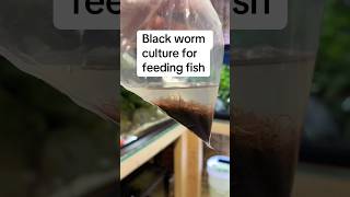 A Super Easy  Food To Feed Your Fish aquarium fishtank fishroom aquascape plantedtank