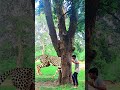 ￼friend, your hero has become a fool animals video of him entering the tree #trending #youtubeshorts