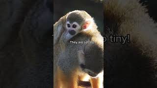 Baby Squirrel Monkeys are SO CUTE! #shorts