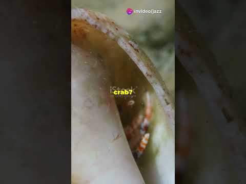 Nature’s Clawed Creatures:Types