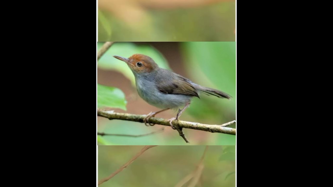 Suara burung prenjak atas betina mangil jantan cocok untuk pancingan atau pikat mencari burung