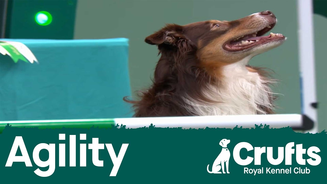 Crufts – International Invitation – Large (Jumping) | Crufts 2026