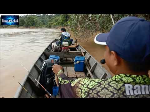 Udang Sungai Kampar