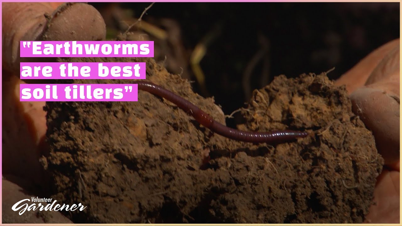 Earthworms: The Good and the Destructive | Volunteer Gardener