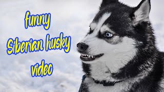 Top funny siberian husky video  dog video