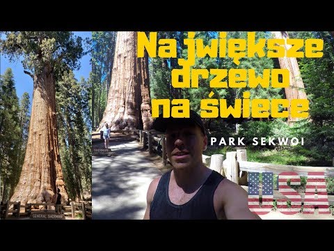 Wideo: Sequoia - najwyższe drzewo na świecie