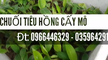 Chuối tiêu hồng cấy mô - Giao hàng toàn quốc