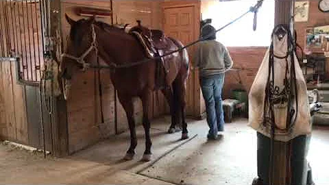 Nancy groom/tack/lunge