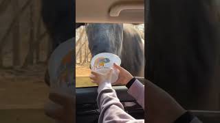 Friends Try To Feed Animals In Car