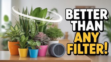 5 Indoor Plants That Purify the Air Better Than a Filter