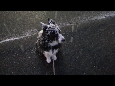 立ち止まる犬  