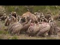 Wildlife video