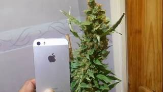 Dr Krippling Grand Heft Auto Ledhydroponics Led Grow Lights.