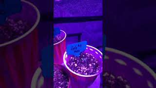 Grow update!! Indoor grow cannabis organic marijuana