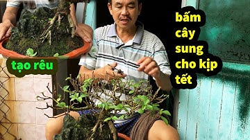 Bác Thắng bonsai Bấm Tỉa Cây Sung , Chia Sẻ Cách Tạo Rêu Bonsai Bám Đá Thuần Chậu