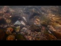 カワヤツメ 産卵 北海道