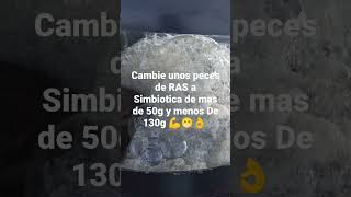 De RAS a Simbiótica 🤔