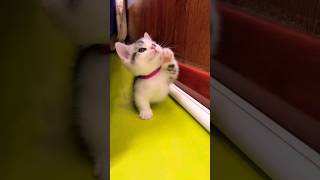 kucing lucu ❤️ 😻 #funnycats #cats #catlover #kitten #shortsvideo #котята
