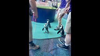 Ripley's Aquarium Penguin Parade
