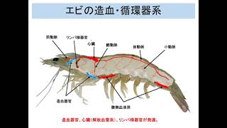 動物感染症3回対面甲殻類対面 edit