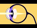 El Sistema Visual: Así funcionan mis ojos. (The Visual System: How your eyes work)