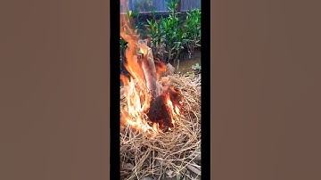 Hấp Dẫn Món Cá Lốc Nướng Rơm . #viralvideo #calocdong #travel