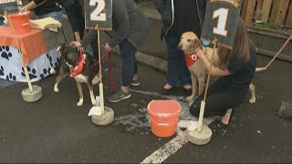 Out and About: 24th Annual Dogtoberfest