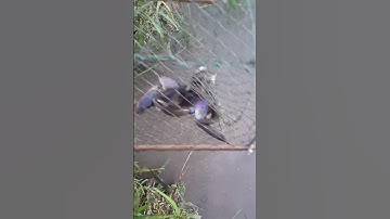 Đặt Lờ Cá Sặc Trúng Cả Bầy, fishing #shorts / Một Góc Miền Tây vlogs