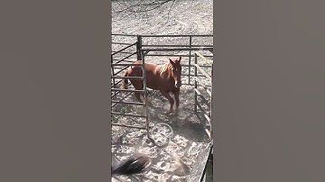 How To Make A Flagging Horse 3.5