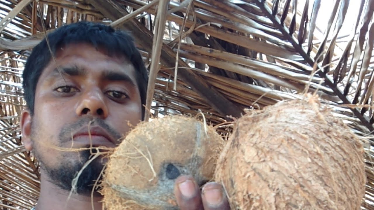 කටු පොල් ගහන සීන් එකේ ගේමක්||හලාවත නරියගම||coconut shelling srilankan||🇱🇰||petiya production