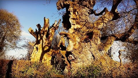 CLA - A visit to Gog and Magog the Ancient Druidic Oaks of Avalon