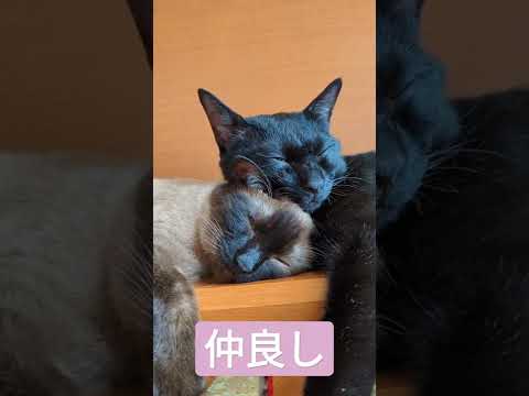 仲良ーし猫 - Cats are so close - #Shorts