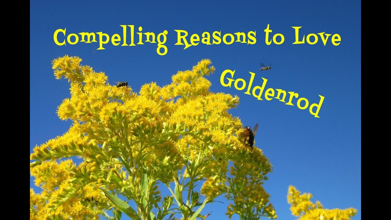 Goldenrod: An Edible Wild Plant with 30+ Reasons to Love It!