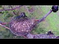 Wildlife Rescue of Dade County Eagle Nest Top Cam