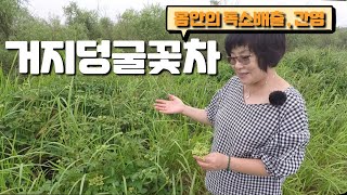 거지덩굴꽃차/만성기관지, 간염,피부미용등 인삼의 대용으로 쓰일정도